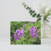 Carte Postale Fleurs violettes (Debout devant)