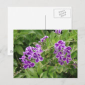Carte Postale Fleurs violettes (Devant / Derrière)