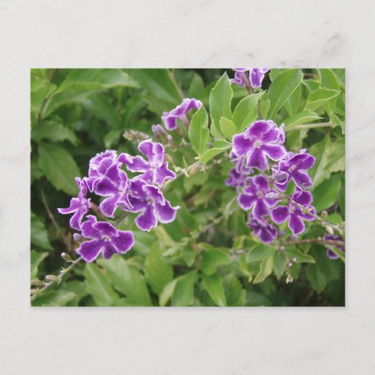 Carte Postale Fleurs violettes (Devant)