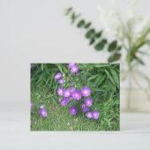 Carte postale Fleurs violettes (Debout devant)