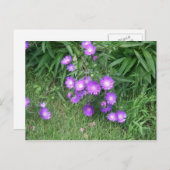 Carte postale Fleurs violettes (Devant / Derrière)
