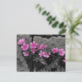 Carte Postale Fleurs violettes (Debout devant)