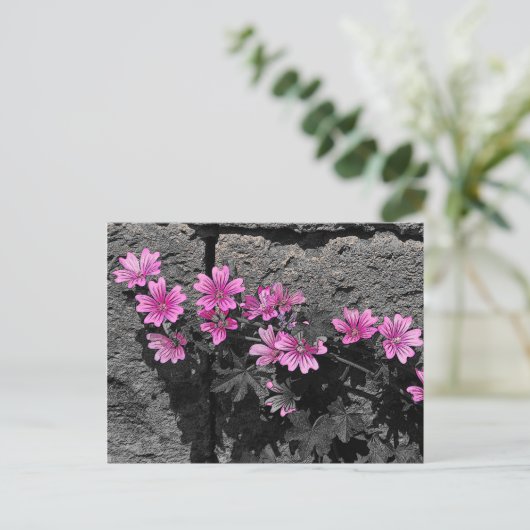 Carte Postale Fleurs violettes (Debout devant)