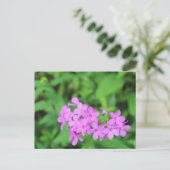 Carte Postale Fleurs violettes #4 (Debout devant)