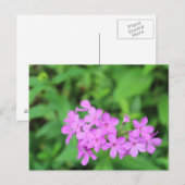 Carte Postale Fleurs violettes #4 (Devant / Derrière)