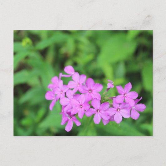 Carte Postale Fleurs violettes #4 (Devant)