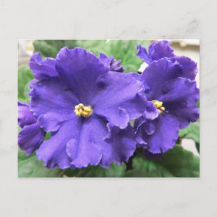 Carte Postale Fleurs violettes africaines violettes