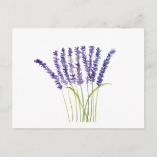 Carte Postale Fleurs violettes aquarelle lavande rustique