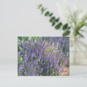 Carte Postale Fleurs violettes au soleil (Debout devant)