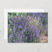 Carte Postale Fleurs violettes au soleil (Devant / Derrière)