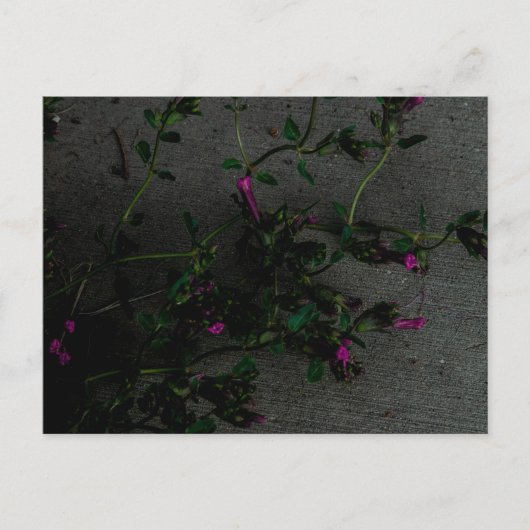 Carte Postale Fleurs violettes avec ombres profondes (Devant)