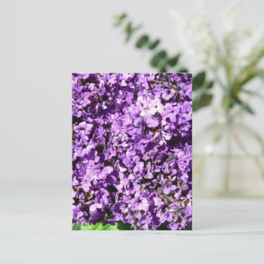 Carte Postale Fleurs violettes Bush (Debout devant)