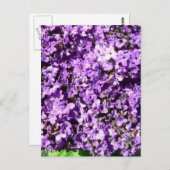Carte Postale Fleurs violettes Bush (Devant / Derrière)