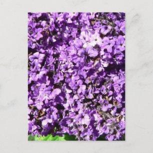 Carte Postale Fleurs violettes Bush