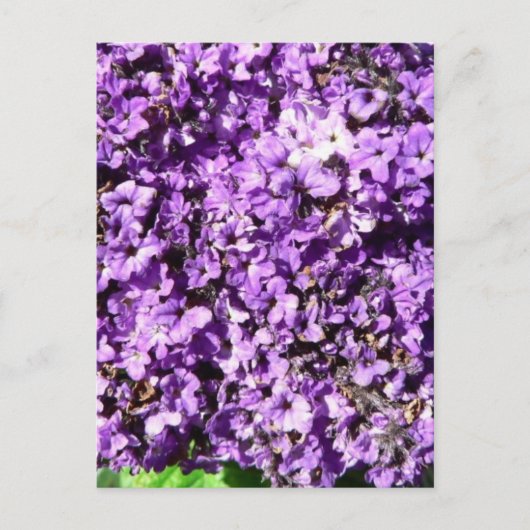 Carte Postale Fleurs violettes Bush (Devant)