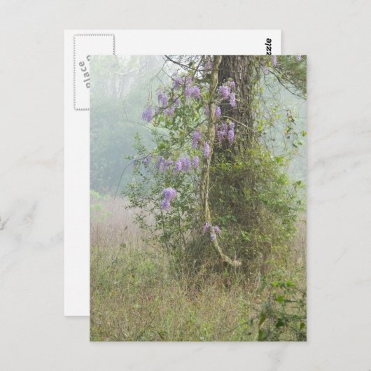 Carte Postale Fleurs violettes dans la forêt (Devant / Derrière)