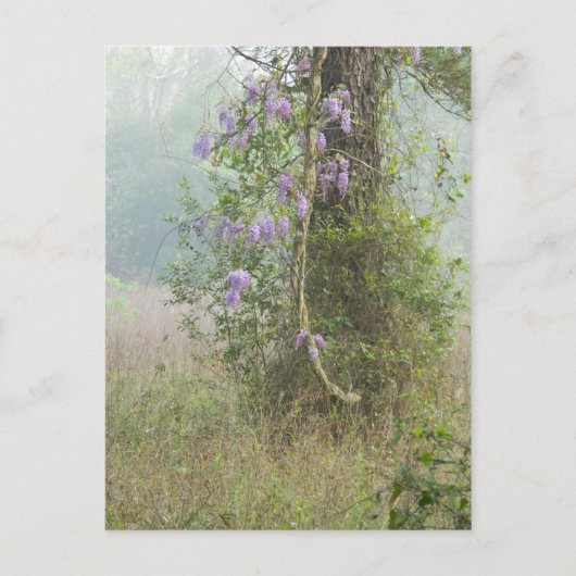 Carte Postale Fleurs violettes dans la forêt (Devant)
