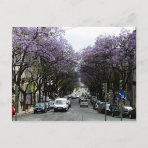 Carte Postale Fleurs violettes de Lisbonne