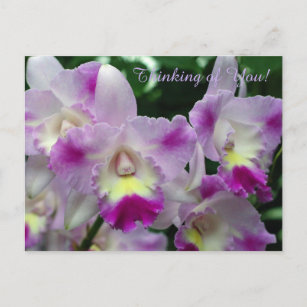 Carte Postale Fleurs violettes de l'orchidée de Cattleya