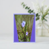 Carte Postale Fleurs violettes de pétunia mexicaines (Debout devant)