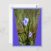 Carte Postale Fleurs violettes de pétunia mexicaines (Devant / Derrière)