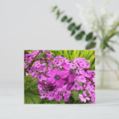 Carte Postale Fleurs violettes de San Francisco (Debout devant)