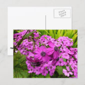 Carte Postale Fleurs violettes de San Francisco (Devant / Derrière)