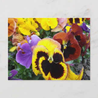 Carte Postale Fleurs violettes et jaunes