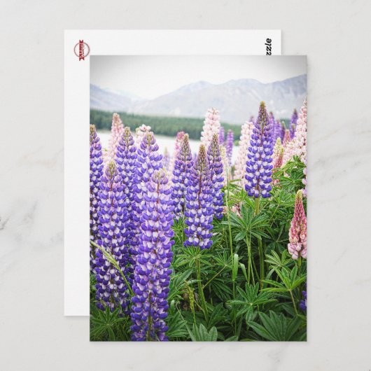 Carte Postale Fleurs violettes et roses : Lupins @ New Zealand P (Devant / Derrière)