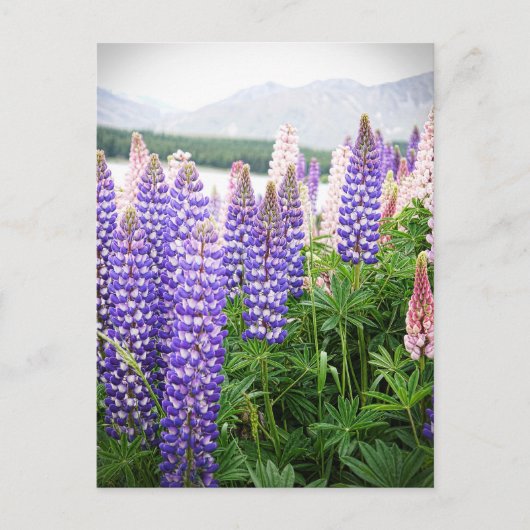 Carte Postale Fleurs violettes et roses : Lupins @ New Zealand P (Devant)