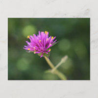 Fleurs violettes Été Nature Photographie Florale