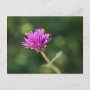 Carte Postale Fleurs violettes Été Nature Photographie Florale