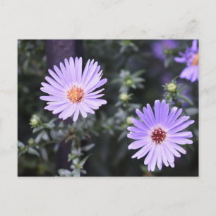 Carte Postale Fleurs violettes Été Nature Photographie Florale