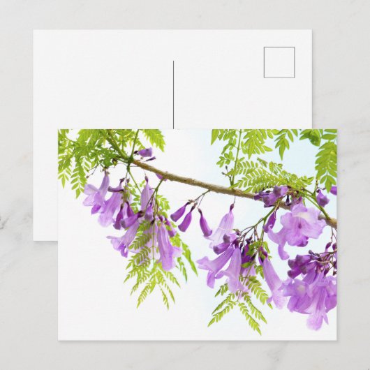 Carte Postale Fleurs violettes Jacaranda (Devant / Derrière)