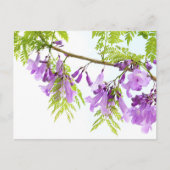 Carte Postale Fleurs violettes Jacaranda (Devant)