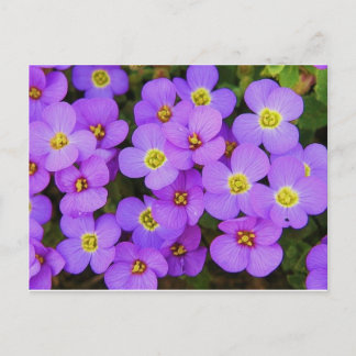 Carte Postale Fleurs violettes Peace Love Destiny