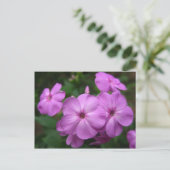 Carte Postale Fleurs violettes Phlox (Debout devant)