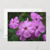 Carte Postale Fleurs violettes Phlox (Devant / Derrière)