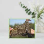 Carte Postale Flicker du Nord, à feuilles jaunes (Debout devant)