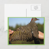 Carte Postale Flicker du Nord, à feuilles jaunes (Devant / Derrière)