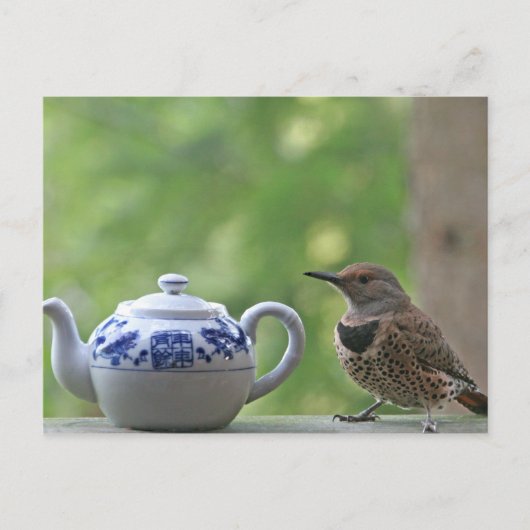 Carte Postale Flicker et théière (Devant)