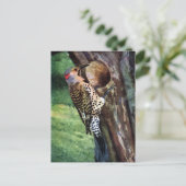 Carte Postale Flickr à feutre jaune et la cavité des arbres (Debout devant)