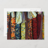 Carte Postale Flint coloré ou maïs indien (Devant / Derrière)