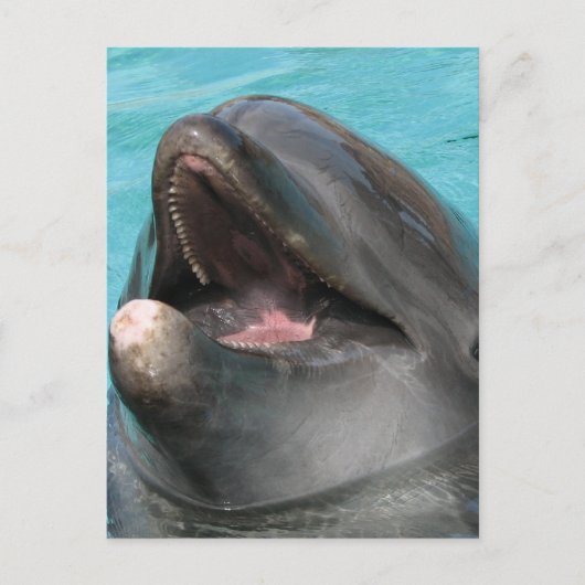 Carte postale Flipper (Devant)