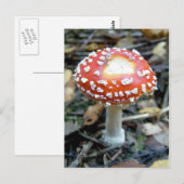 Carte Postale Flly Agaric {Amanita muscaria} (Devant / Derrière)