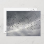 Carte postale Flock (Devant / Derrière)