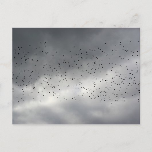 Carte postale Flock (Devant)