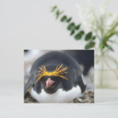 Carte Postale Flop de Macaroni Penguin (Debout devant)