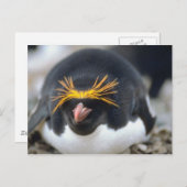 Carte Postale Flop de Macaroni Penguin (Devant / Derrière)