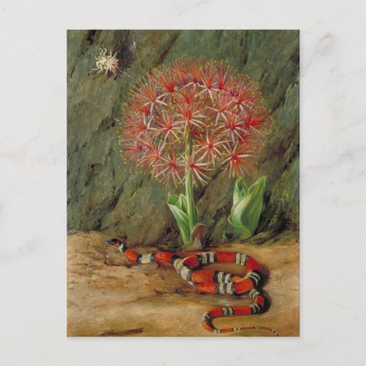 Carte Postale Flor Imperiale, Serpent de Corail et Araignée, Bré (Devant)